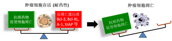 图 1：肿瘤细胞通过反凋零蛋白产生耐药性，对反凋零蛋白的抑制将改变平衡，消除肿瘤耐药性。