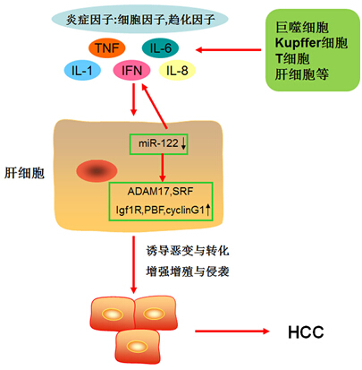 微生物所发现乙肝慢性感染向肝癌转化的新靶点