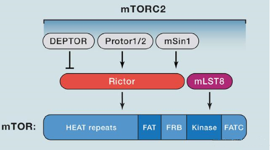 mTORC2的组成蛋白主要有Rictor、mSin1、mSLT8和Protor等