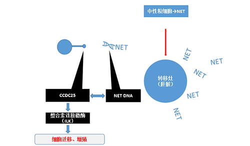 除了单纯的捕获，NET DNA与CCDC-25的结合还增强了癌细胞的侵袭行为，促进了癌症的肝转移。