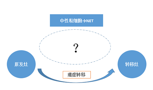 NET可能会通过某些方式“捕获”或“唤醒”癌细胞，从而造成癌细胞的迁移。