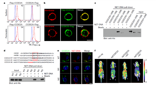 NET  DNA并非随机捕获癌细胞，而是与癌细胞的CCDC-25产生了特异性结合