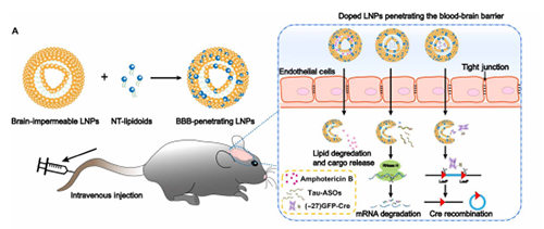 将神经递质与LNP掺杂，获得拥有穿透BBB能力的载体。