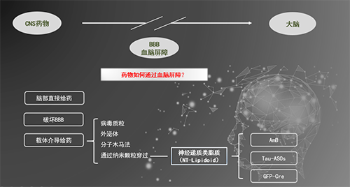 人工合成NT类脂质开放血脑屏障，为CNS药物打开新局面