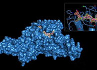 Science重磅！一种“分子剪刀”如何成为COVID-19药物的重要靶标？