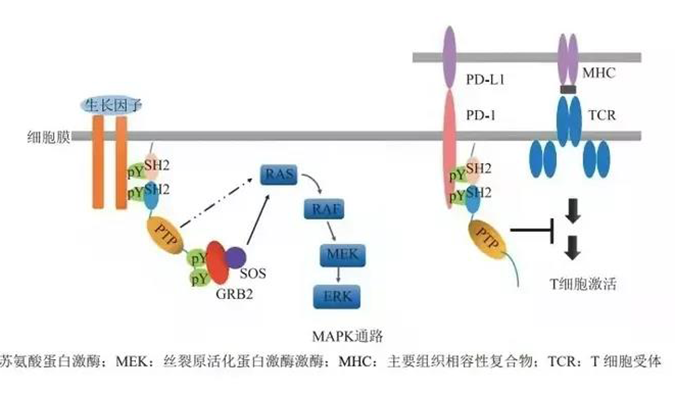 晚期恶性肿瘤患者的福音，SHP2变构抑制剂RG001片获批临床.png