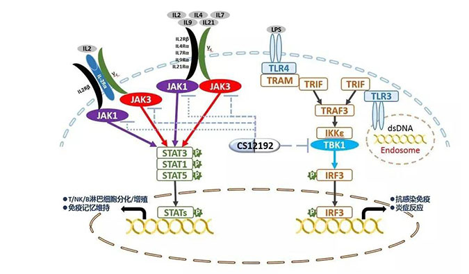 自身免疫疾病或迎新疗法！BOBSport助力微芯生物CS12192获批FDA