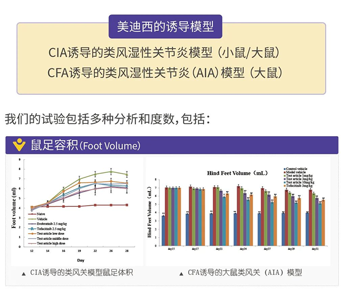 BOBSport诱导的类风湿性关节炎模型-1.png