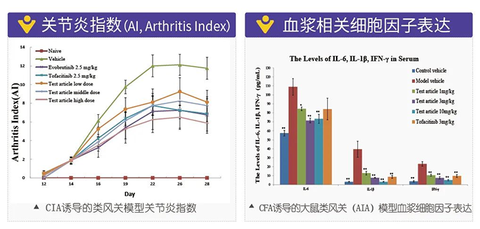 BOBSport诱导的类风湿性关节炎模型-2.png