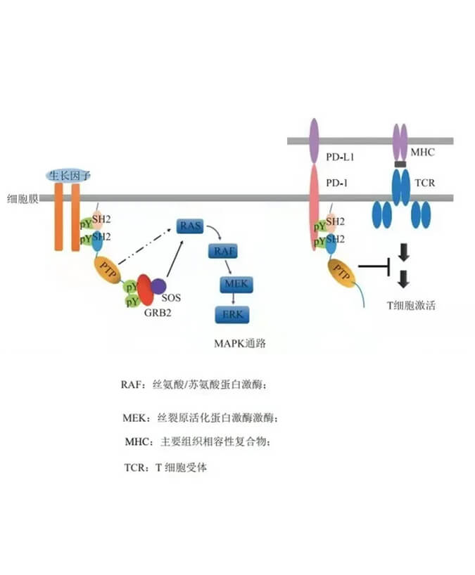 BOBSport助力凌达生物SHP2变构抑制剂RG001片获批临床.jpg