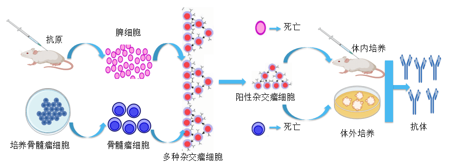 BOBSport抗体开发平台.png