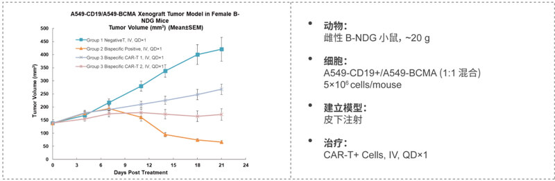 双特异性CAR-T药效研究：CD19-BCMA.jpg