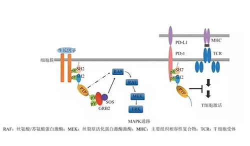 BOBSport助力凌达生物SHP2变构抑制剂RG001片获批临床.jpg