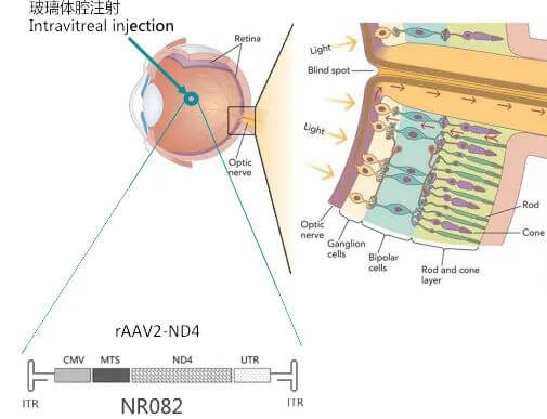 8-图片来自：纽福斯生物.jpg