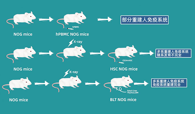 评价肿瘤药物的动物药效模型，你选对了吗.jpg