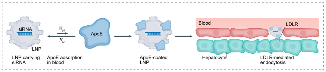 第一代：LNP+小核酸-→肝脏.jpg