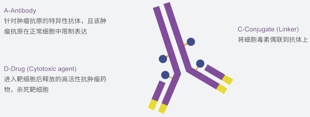 BOBSport抗体药物偶联物（ADC）研发服务平台.jpg