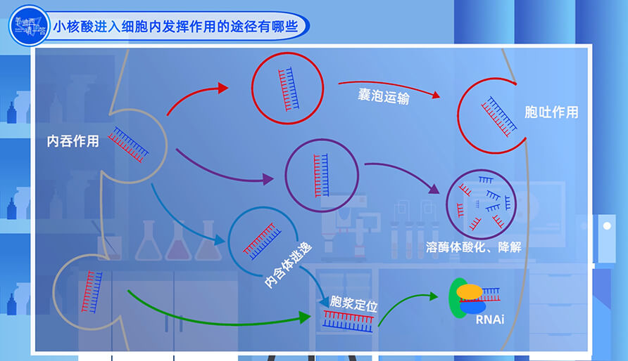 小核酸进入细胞内发挥作用的途径有哪些？