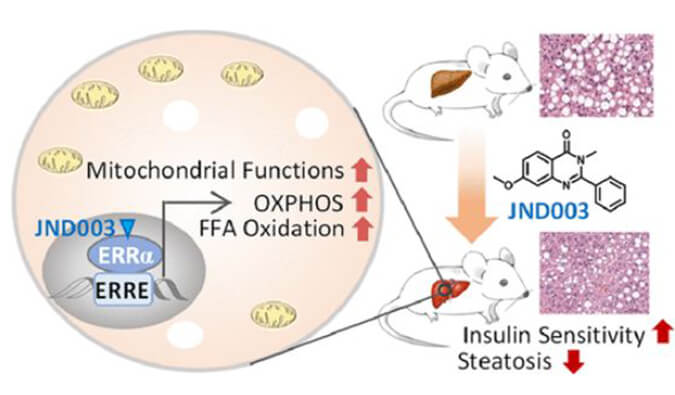 JND003是一种新型选择性ERRα激动剂，可缓解非酒精性脂肪肝和胰岛素抵抗，PK和组织分布测定通过BOBSport进行