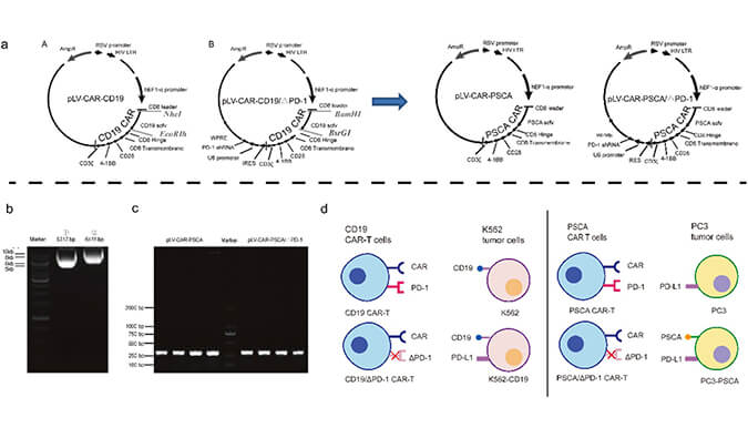 CAR-T疗法主要针对白血病与恶性淋巴瘤，此研究中构建沉默PD-1的shRNA载体质粒，测序后质粒的鉴定通过BOBSport进行