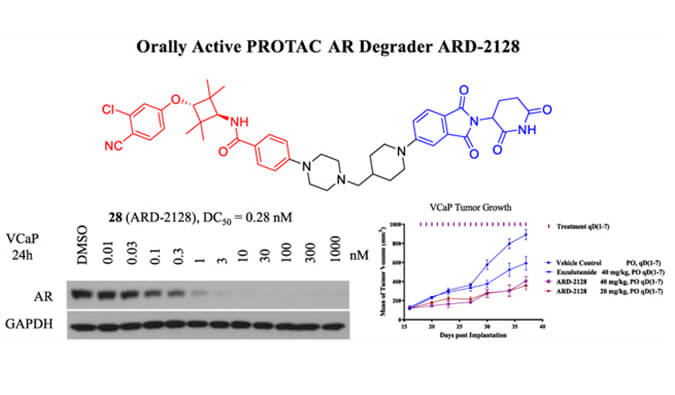 ARD-2128是一种PROTAC AR降解剂，具有出色的血浆和微粒体稳定性，体外稳定性和PK研究通过BOBSport进行