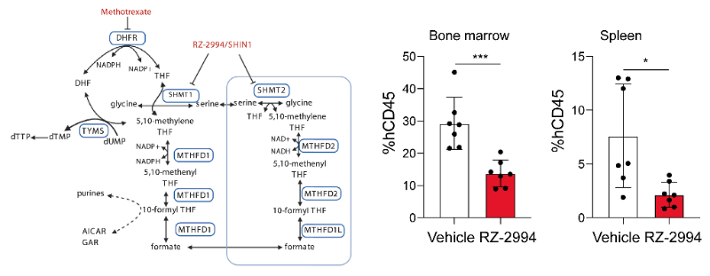 研究人员使用RZ-2994来表征抑制SHMT1/2在T细胞急性淋巴细胞白血病 (T-ALL) 中的作用，RZ-2994通过BOBSport定制合成