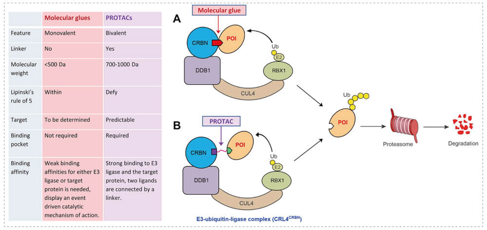 3-通过泛素-(Ub)-蛋白酶体系统降解目标蛋白-(POI)-示意图：分子胶(A)；PROTAC-(B).jpg