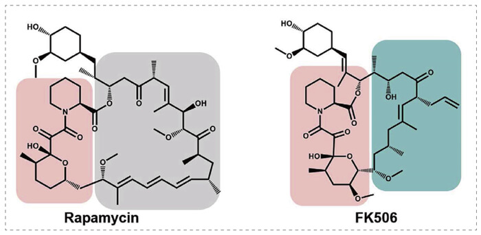 5-雷帕霉素、FK506-诱导的-FKBP-蛋白质相互作用.jpg