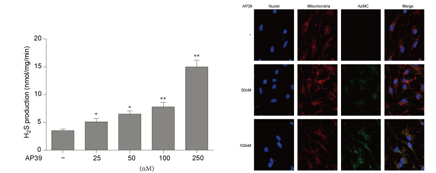 AP39是一种新合成的线粒体靶向的H2S供体，本研究中AP39通过BOBSport设计和合成