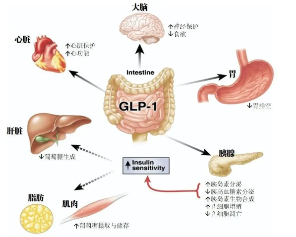 时代变了！GLP-1让打针吃药也能减肥成为现实