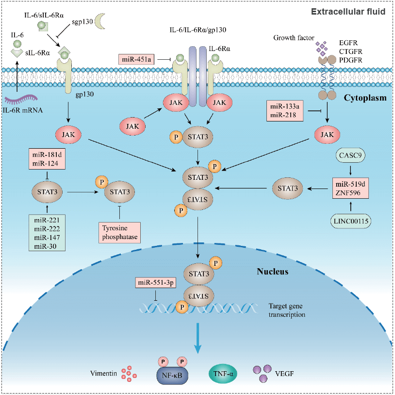 IL-6/JAK/STAT3信号通路.jpg