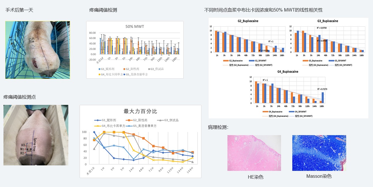 案例1：复方制剂对巴马小型猪术后急性疼痛模型的镇痛试验.jpg