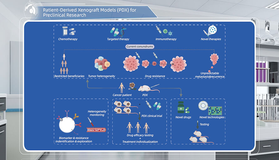 什么是临床前研究的PDX（人源肿瘤异种移植）模型？