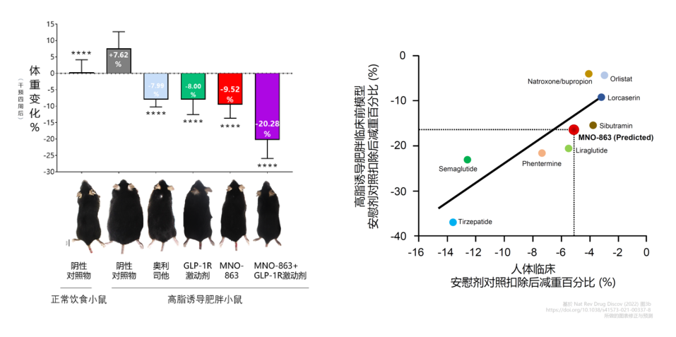 4周降低近10%体重！BOBSport助力慕恩生物MNO-863活菌生物药获批临床